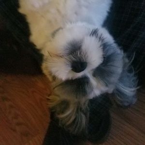 Meet your Posher, Misty